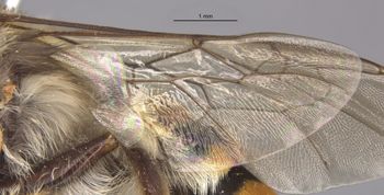 Media type: image;   Entomology 23337 Aspect: Wing hind